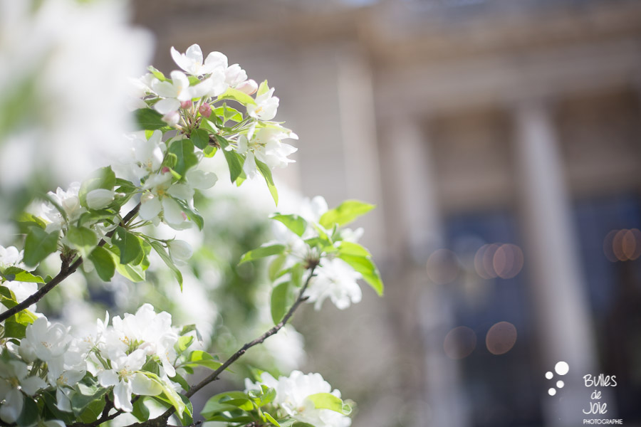 White cherry blossoms blooming in Paris, Spring 2017. Photo taken by Stéphanie, Paris photographer.