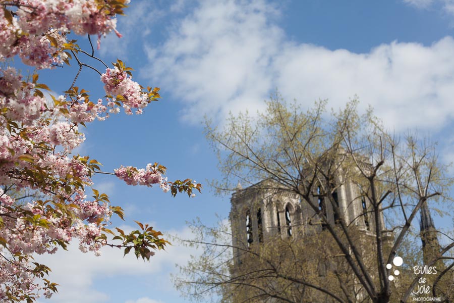 Pink cherry blossoms to see at Notre-Dame de Paris, France.