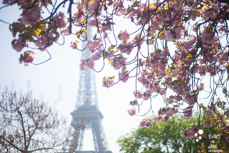 Cherry blossoms at the Trocadero in Paris, France, 